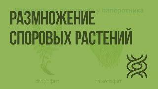 Размножение споровых растений. Видеоурок по биологии 6 класс