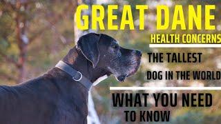 great Dane health concerns: what you need to know