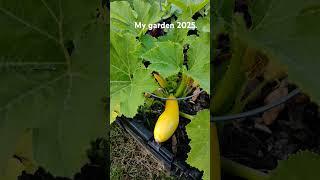 #garden #plants # dirt #flowers