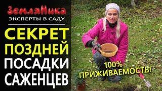 Саженцы осенью. Как посадить саженцы поздней осенью. 100% приживаемость саженцев.