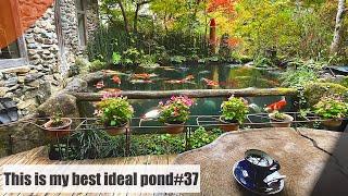 This is my best ideal koi fish pond.Fukazawa little museum of art.(Akiruno, Tokyo )私の理想の鯉池（東京、あきるの市）