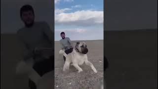 Most Aggressive Turkish Kangal dog transformation #shorts #jaishreeram (2m+)