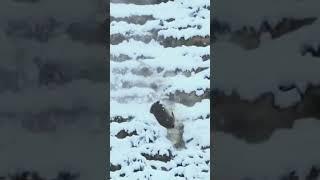 雪豹猎捕岩羊 Snow leopards hunting mountain goat #animal 【跟着图尔去旅行】