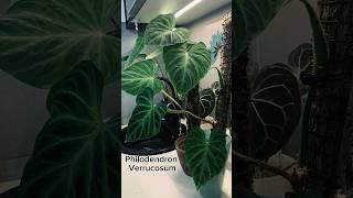 Philodendron Verrucosum