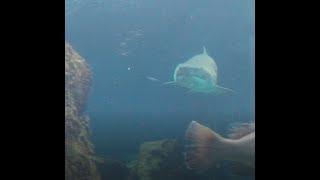 Shark at the Elafonissi Beach Greece - Dangerous place for swimming!