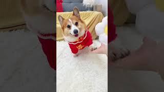 Holding hands, year after year, so cute, Corgi, the joy of raising a dog, dog