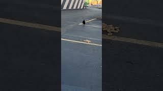 A Cutely Cautious Crow