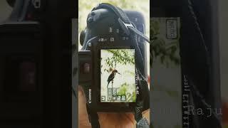 How To take photos on canon 1500d DSLR camera #shorts #viral #shortsvideo #trending #photography