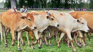 Suara sapi lembu berkeliaran di ladang memanggil kawan untuk pulang ke kandang - Bunyi sapi lucu #2