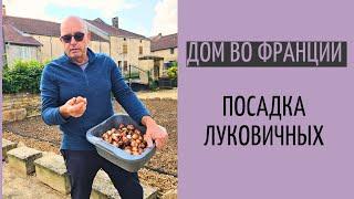 посадка луковичных| на 150 шт стало меньше