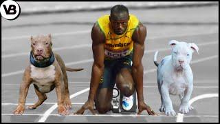 These Dogs Can Run Faster Than Usain Bolt