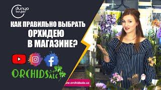 Как правильно выбрать орхидею в магазине?