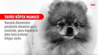 YAVRU KÖPEK MAMASI | YAVRU KÖPEĞİNİZİN BENZERSİZ İHTİYAÇLARINI KARŞILAYIN #ROYALCANIN