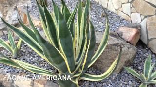 Agave americana. Garden Center online Costa Brava - Girona.