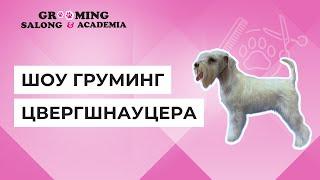 Шоу Груминг Цвергшнауцера / Zwergschnauzer Show Grooming by Irina Vinogradova