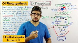 C4 photosynthesis |how C4 plants overcome photorespiration|