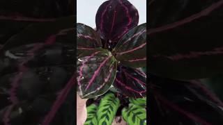 Calathea Plants for sale#calathea  #plants #youtubeshorts#sales #shorts#shortsfeed#video #viralvideo
