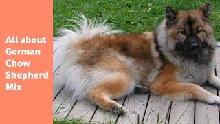 The German Chow Shepherd Mix: everything you need to know
