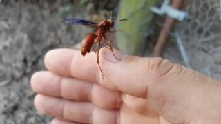 Red Paper Wasp