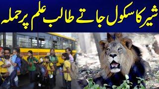 lion attacks: school closed for two days - 24 News HD