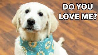 10 Ways To Tell Your Golden Retriever "I Love You"