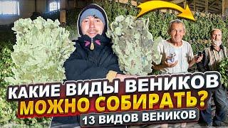 Какие виды веников можно заготавливать для бани. 15 видов веников для бани. Бизнес  в деревне