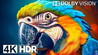 BEST OF OLED Test 4K HDR 120 FPS Dolby Vision (4K Video)