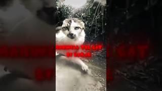 Maxwell the cat edit #edit #ae #fyp my tiktok is @dax.editsstuff