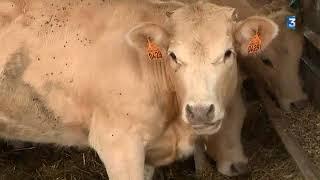 Sécheresse en Lozère : les agriculteurs demandent l'état de calamité agricole