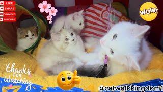 بناءً على طلبكم حضرنا  أجمل فيديو لعيونكم! #cat #kitten #catvideos #cuteanimals #meow #اكسبلور #cute