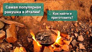 Самая популярная ракушка в Италии! Вонголе, как найти и приготовить?