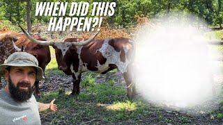We Found Her Nursing Calf!!! 