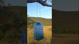 Survival skills,Simple and useful#camping #natureoutdoor #outdoorsurvival #shorts