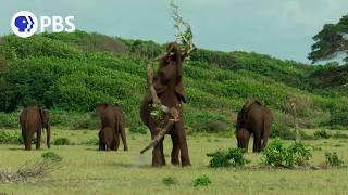 How Forest Elephants Warn Predators