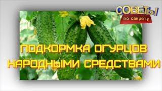 Подкормка огурцов народными средствами