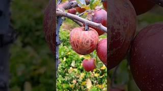 Apple #fruit #fruitcutting