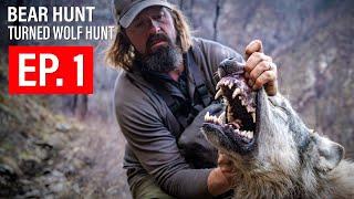 BEAR HUNT TURNED WOLF HUNT |  GRITTY 4K FILM