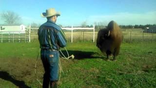cowboy ropes a bison then uses him as a hatrack