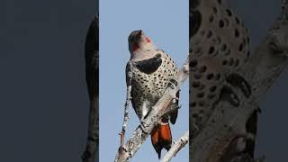 Northern flicker in Surrey BC ️ Monday 18 Oct 2021 #short #shorts #birds #wildvancouver