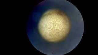 2024 BioArt Short Video Entry- Time Lapse Embryonic Development of Axolotl Egg