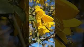 Kowhai  #flowersMy #favourite #native #tree of #newzealand️kowhaitree #shorts #subscribe #thanks