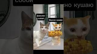 «кися» #футажи #fypシ゚viral #catmemes #cat #котики #мемыскотами #мемы #рекомендации insta@kotikontent