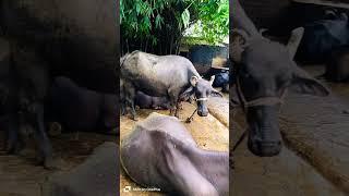 Cow Videos !! Cow Beby !! Cow Sound !! Funny Cow !! Murrah Buffalo New Video 2024 !! #cow #shorts