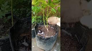 ‍ Application of organic fertilizer for chili plants ️