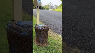 Bees Found a New Home 