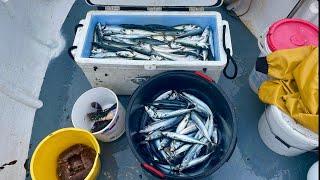 COMMERCIAL MACKEREL - LOBSTER & CRAB FISHING , FRESH FISH OUT THE SEA !