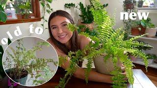 How I Didn’t Kill My Boston Fern