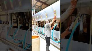 Best quality milking machines Cow dairy farming Maastan official