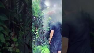 Rừng nhiệt đới tại nhà
