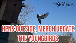 Hens Outside | Merch Update | The Young Racing Pigeons! |
